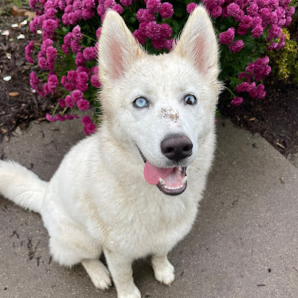 Meet your Posher, Aubrey - Picture 1 of 1